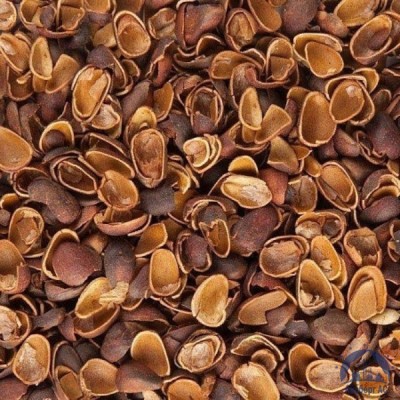 Скорлупа Кедрового Ореха (Barus Nut Shell) купить в Караганде